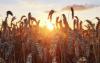What Does Climate Change Mean for Agriculture? Less Food and More Emissions.