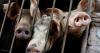 asia Vietnam warns of food supply disruptions as African swine fever spreads