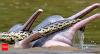 Dolphins vs Anaconda? Playful Amazon moment stuns scientists and redefining the understanding of wildlife behaviour