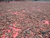 Blood Beans: The illicit cocoa trade fuelling violence at the DR Congo–Uganda border