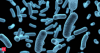 Health crisis in Florida? 'Dangerous' flesh-eating bacteria kills 4 as Vibrio vulnificus infections rise. Check symptoms