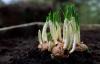 Alabama Extension - Growing in nature: The Alabama Master Naturalist program