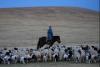 Uzbekistan to import 100,000 small livestock from Mongolia under new agricultural agreement.