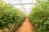 Greenhouse Systems Transforming Agricultural Industry Standards