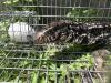 The Argentine Lizard That Could Upend the Southeastern United States