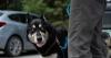 Anchorage borrow-a-dog program gets pups out of the shelter and onto trails