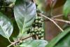 Climate-Resilient Coffee