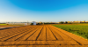WANDILE SIHLOBO: SA agriculture’s long-term growth is as vital as current issues