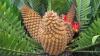 The science of bush foods: chemistry, culture and sustainability