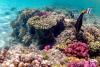 Deep-sea mining: Can we restore the ocean floor after it’s been ravaged for rare minerals?