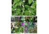 Bhutan unveils 19 flowering plants never officially seen before
