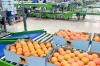 Are There Foreign Labourers At S/Phikwe Citrus Farm Or Not?