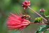 French government faces a buzzkill: One million petitioners say ‘no’ to bee killer pesticide