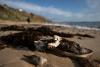 ‘Devastating’ toxic algal bloom declared natural disaster in Australia amid warnings Bondi beach could be next