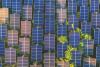 Egyptian and French foundations sign agreement on farming climate solutions  