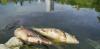No wonder England’s water needs cleaning up – most sewage discharges aren’t even classified as pollution incidents