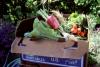 Food Safety Webinar Will Help Small Businesses Strengthen Practices and Protect Consumers