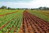 Climate Change Is Reducing, Not Increasing Food Costs, Mainstream Media