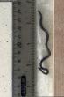 Science Associated Press Scientists in Barbados overturn hundreds of rocks to rediscover world's smallest-known snake