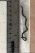 AP News: Scientists in Barbados overturn hundreds of rocks to rediscover world's smallest-known snake