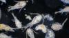 Scientists discover surprising impact of billions of animals smaller than grain of rice: 'This has big implications'
