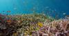 Scientists Have Developed a Gel That Boosts Coral Reef Settlement by 20 Times