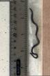 Scientists in Barbados rediscover world’s smallest-known snake