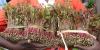 How Govt Intends to Control Miraa Supply