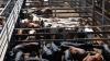Albanese accused of selling out Australia’s strict biosecurity protections as Trump negotiating pawn