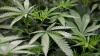 Tourist from NZ flight detained in Cook Islands after bag of cannabis and white powder allegedly found