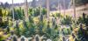 Proposed Illinois Rule Change Would Allow Outdoor Cannabis Cultivation