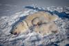 The eye-opening science of close encounters with polar bears: Arctic expedition uncovers diet shifts and pollution risks