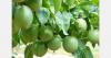 Albanian farmers adapt to climate with exotic fruit exports