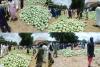 Watermelon boom transforms Jigawa economy, boosts National Food Supply