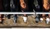 Australia Relaxes Curbs on U.S. Beef Imports That Angered Trump