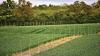 How trees can enhance and support your farm business