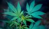 Marijuana Use Has A Positive Impact On Consumers’ Careers, Poll Says