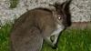 Maverick marsupials: Runaway wallabies spark cross-border hunt in France, Belgium