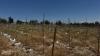 Bishkek Opens Poplar Nursery to Increase City Tree Cover