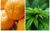 Finance minister talks agricultural investment; disease-free citrus stock and medical cannabis industry