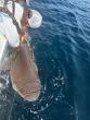 Science Bucks County Courier Times 'Dangerous' dusky shark near Cape May, Jersey Shore beaches being tracked. What we know