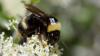 Science Fox Weather Bees wearing QR codes tracked by AI cameras to help researchers save them in the wild