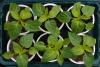 Researchers develop innovative 'pyramiding' technique to protect food supply: 'Our study provides a framework'