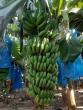 Bananas Are The Fruit Of Health, Beauty, Vitality And Energy