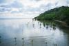 Building regional capacity through Pacific-led webinars on Nature-based Solutions