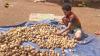 ASENA MAGE COMMUNITY BANK ON AGRICULTURE
