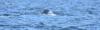 First Bowhead Whale Sighting in Southeast Alaska