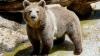 Brown bear dies after being hit by car on Arizona roadway