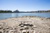 Low Danube waters bring huge mayfly swarms in Budapest