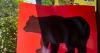 Hiker attacked by bear in 2nd mauling on Anchorage-area trails within a week